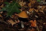 Oudemansiella furfuracea image