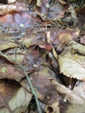 Mycena sanguinolenta image