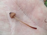 Mycena sanguinolenta image