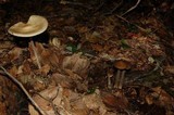 Oudemansiella furfuracea image