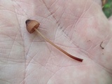 Mycena sanguinolenta image