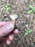 Clitocybe squamulosa image