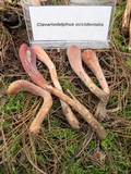 Clavariadelphus fasciculatus image
