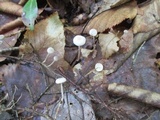 Mycetinis opacus image