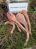 Clavariadelphus fasciculatus image