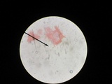 Mycetinis opacus image