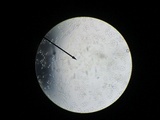 Peziza varia image