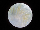 Peziza varia image
