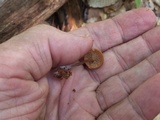Kuehneromyces lignicola image