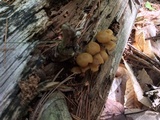 Kuehneromyces lignicola image