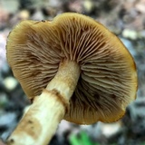 Kuehneromyces marginellus image