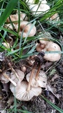 Marasmius oreades image