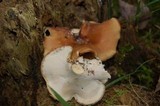 Royoporus badius image