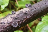 Resupinatus applicatus image