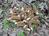 Morchella americana image