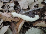 Morchella punctipes image
