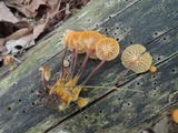 Xeromphalina kauffmanii image