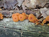 Xeromphalina kauffmanii image