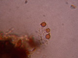 Bovista pila image