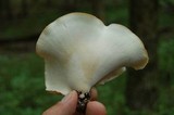 Royoporus badius image