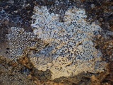 Buellia saxorum image