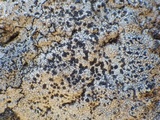 Buellia saxorum image