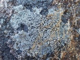Buellia saxorum image