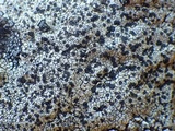 Buellia saxorum image