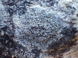 Buellia saxorum image