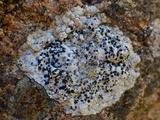 Buellia subdisciformis image