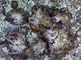Lasallia pustulata image