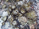 Lasallia pustulata image