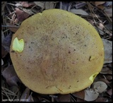 Xerocomus morrisii image
