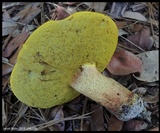 Xerocomus morrisii image