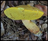 Xerocomus morrisii image