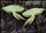 Xerocomus morrisii image