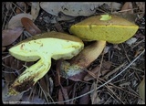 Xerocomus morrisii image