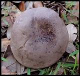 Tylopilus plumbeoviolaceus image