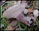 Tylopilus plumbeoviolaceus image