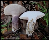 Tylopilus plumbeoviolaceus image