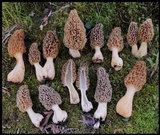 Morchella americana image