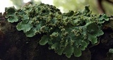 Flavopunctelia soredica image