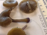 Chromosera cyanophylla image