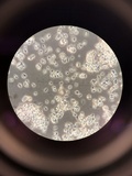 Chromosera cyanophylla image