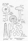 Hygrophorus goetzei image