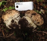 Boletus rex-veris image