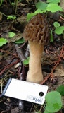 Morchella brunnea image