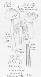 Limacella illinita image
