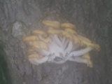 Pleurotus citrinopileatus image