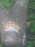 Pleurotus citrinopileatus image